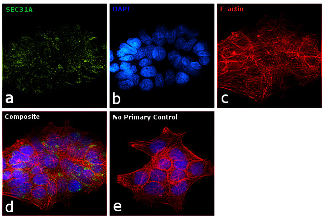 SEC31A Antibody in Immunocytochemistry (ICC/IF)