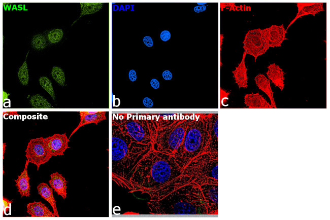 N-WASP Antibody in Immunocytochemistry (ICC/IF)