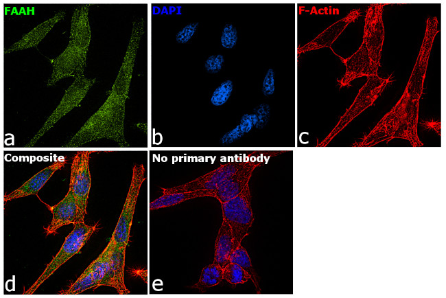 FAAH Antibody in Immunocytochemistry (ICC/IF)