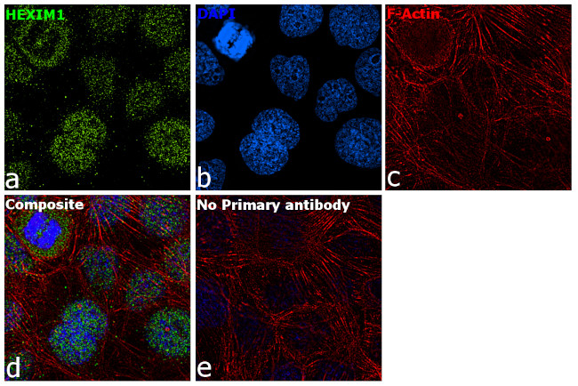 HEXIM1 Antibody in Immunocytochemistry (ICC/IF)