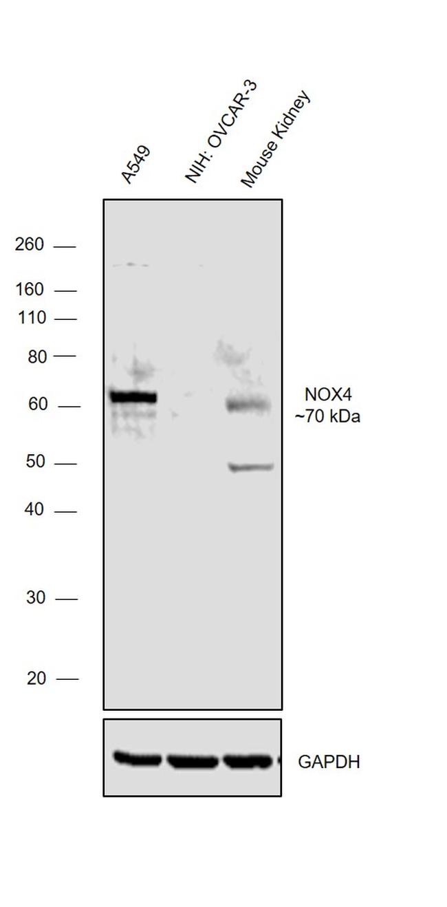 NOX4 Antibody in Western Blot (WB)