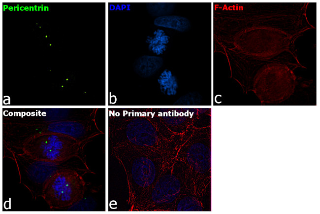 Pericentrin Antibody in Immunocytochemistry (ICC/IF)