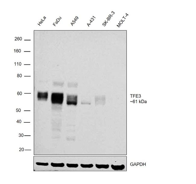 TFE3 Antibody in Western Blot (WB)