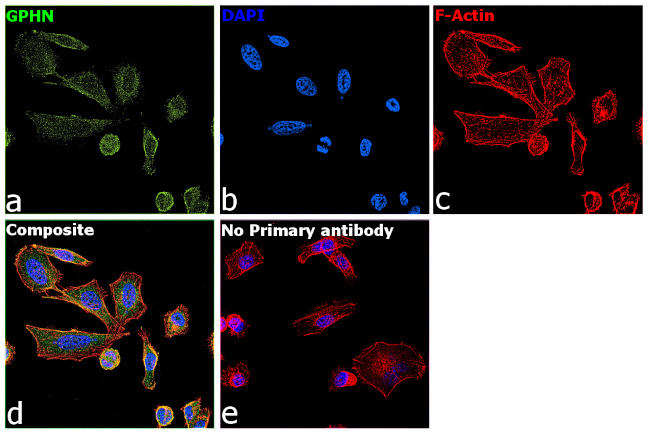 Gephyrin Antibody in Immunocytochemistry (ICC/IF)