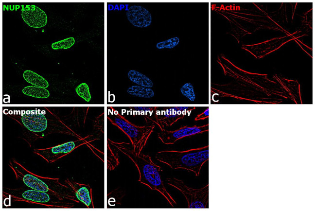 NUP153 Antibody in Immunocytochemistry (ICC/IF)