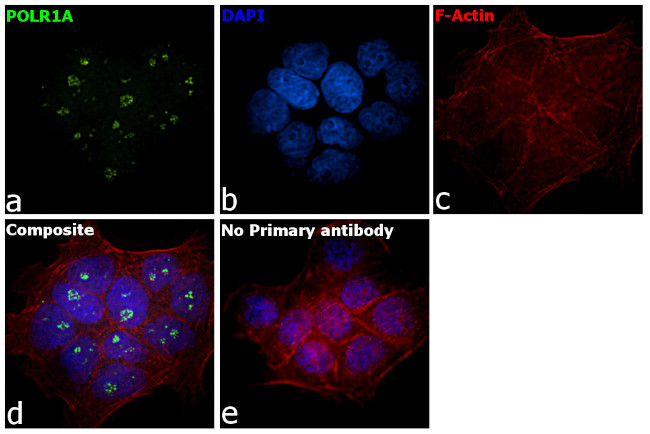POLR1A Antibody in Immunocytochemistry (ICC/IF)