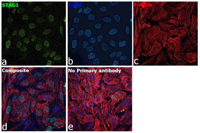 STAG1 Antibody in Immunocytochemistry (ICC/IF)