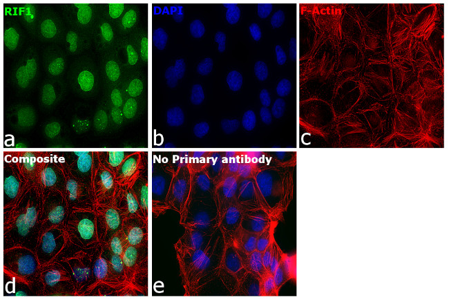 RIF1 Antibody in Immunocytochemistry (ICC/IF)
