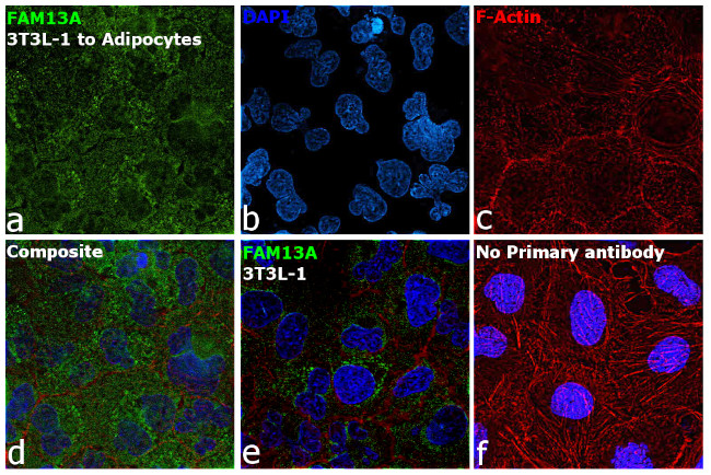 FAM13A Antibody in Immunocytochemistry (ICC/IF)
