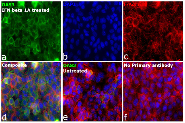 OAS3 Antibody in Immunocytochemistry (ICC/IF)