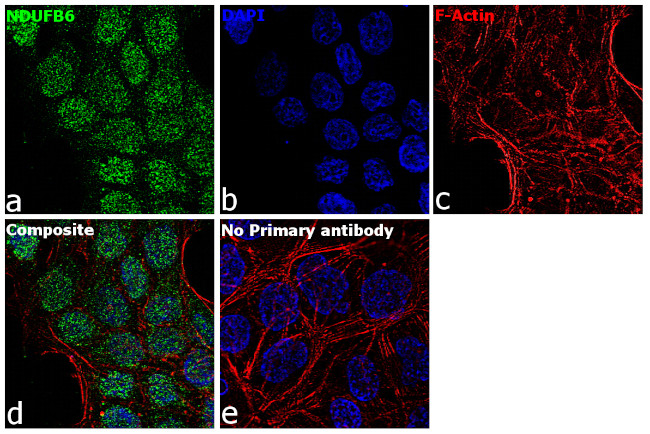 NDUFB6 Antibody in Immunocytochemistry (ICC/IF)