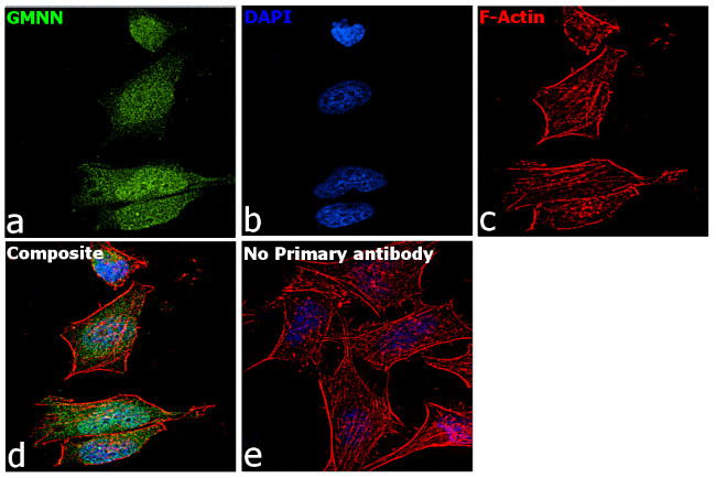 GMNN Antibody in Immunocytochemistry (ICC/IF)