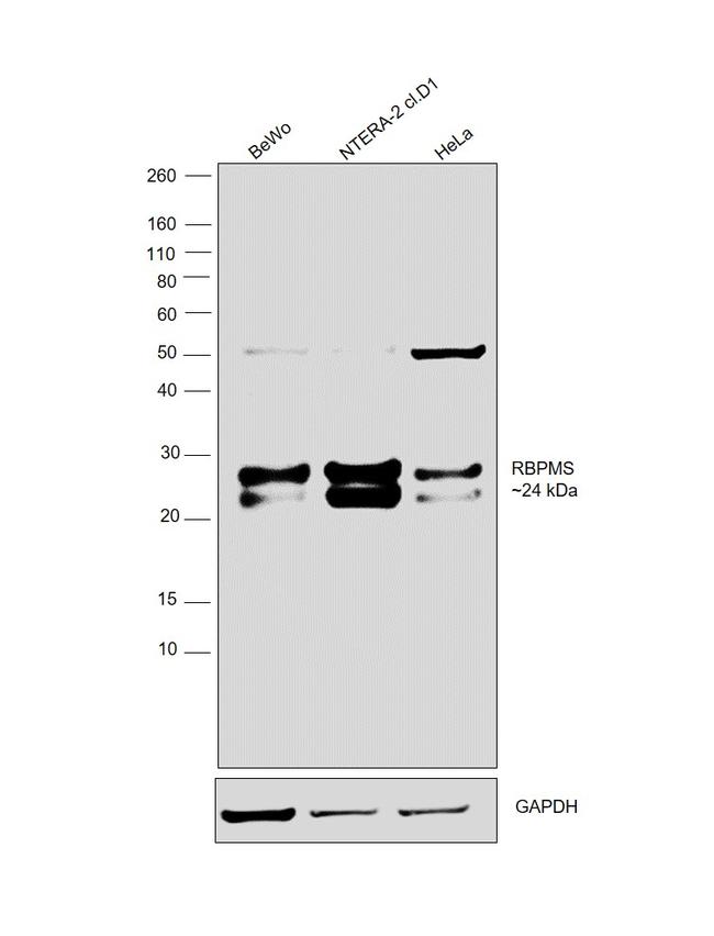 RBPMS Antibody in Western Blot (WB)