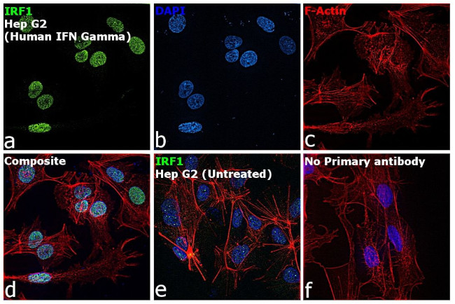IRF1 Antibody in Immunocytochemistry (ICC/IF)