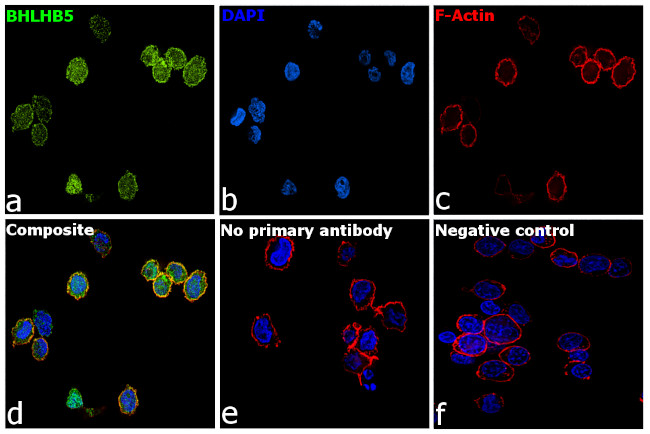 BHLHB5 Antibody in Immunocytochemistry (ICC/IF)