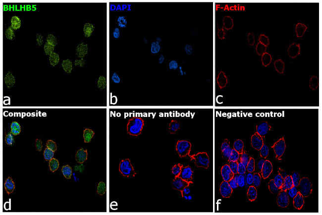 BHLHB5 Antibody in Immunocytochemistry (ICC/IF)