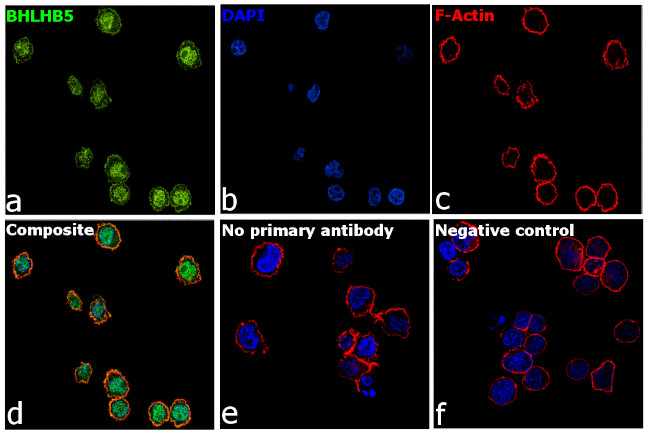 BHLHB5 Antibody in Immunocytochemistry (ICC/IF)