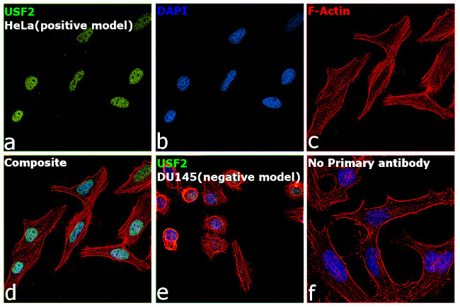 USF2 Antibody in Immunocytochemistry (ICC/IF)