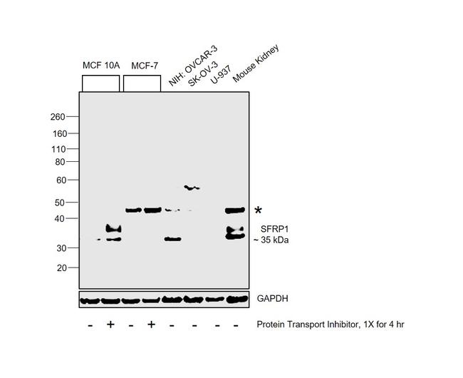 SFRP1 Antibody in Western Blot (WB)