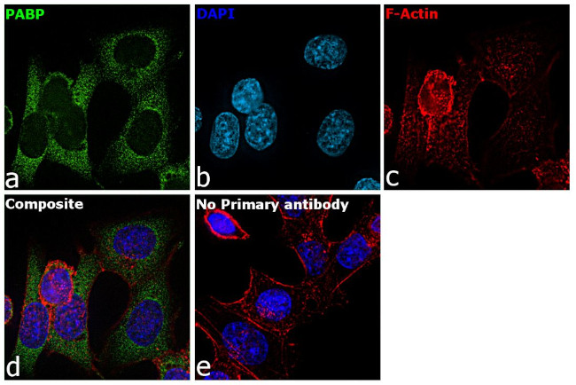 PABPC1 Antibody in Immunocytochemistry (ICC/IF)