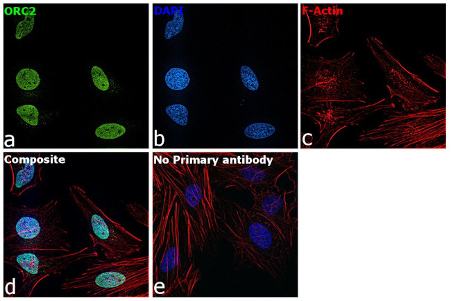 ORC2 Antibody in Immunocytochemistry (ICC/IF)