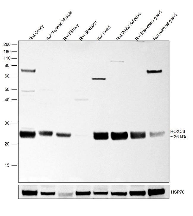 HOXC6 Antibody in Western Blot (WB)