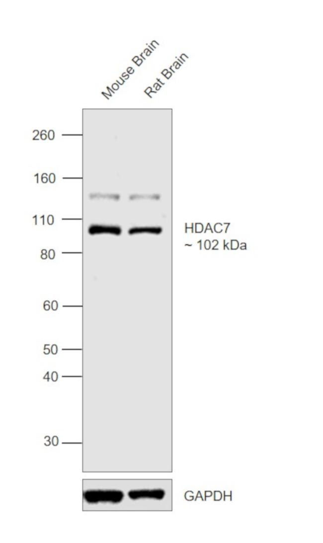 HDAC7 Antibody in Western Blot (WB)