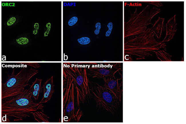 ORC2 Antibody in Immunocytochemistry (ICC/IF)