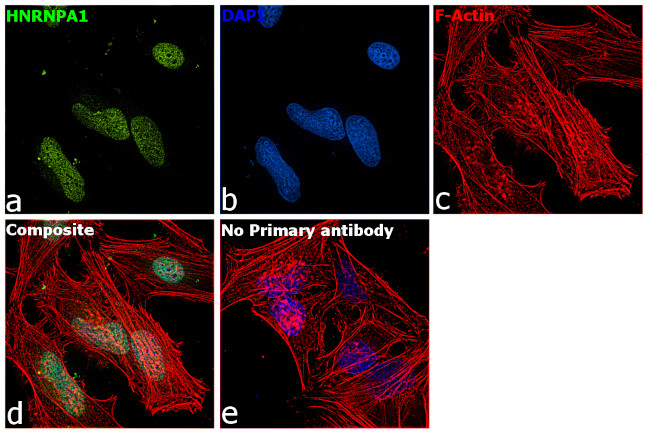 hnRNP A1 Antibody in Immunocytochemistry (ICC/IF)