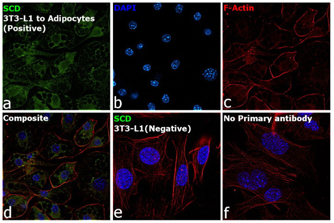 SCD Antibody in Immunocytochemistry (ICC/IF)