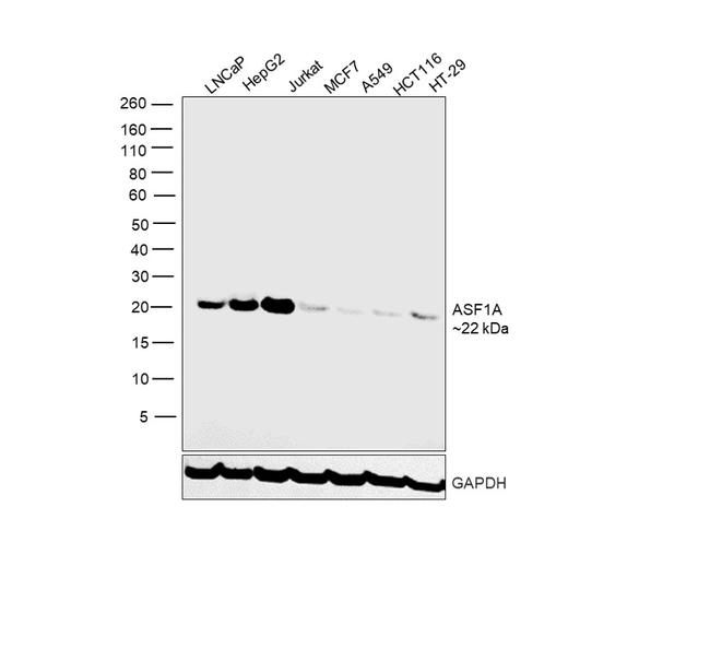 ASF1A Antibody in Western Blot (WB)
