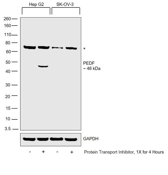 PEDF Antibody in Western Blot (WB)