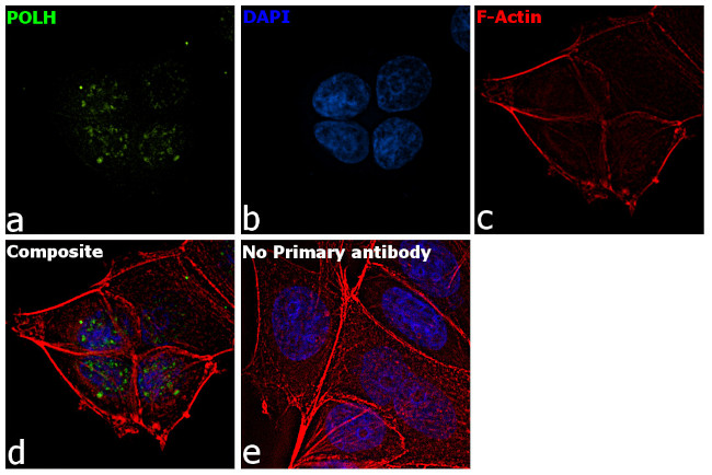 POLH Antibody in Immunocytochemistry (ICC/IF)