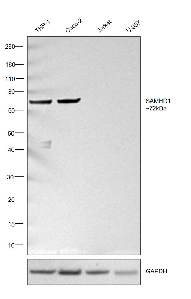SAMHD1 Antibody in Western Blot (WB)