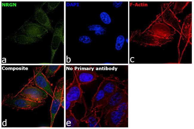 NRGN Antibody in Immunocytochemistry (ICC/IF)