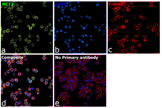 MCT2 Antibody in Immunocytochemistry (ICC/IF)