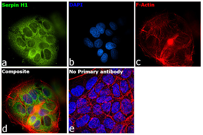 SERPINH1 Antibody in Immunocytochemistry (ICC/IF)