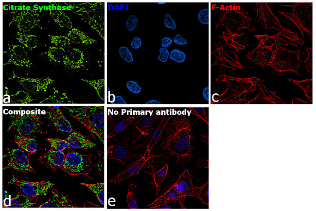 Citrate Synthase Antibody in Immunocytochemistry (ICC/IF)