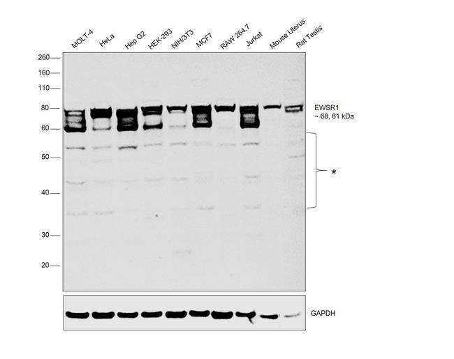 EWSR1 Antibody in Western Blot (WB)