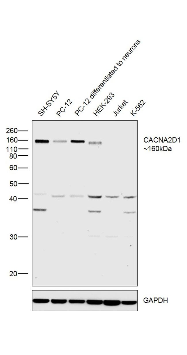CACNA2D1 (extracellular) Antibody in Western Blot (WB)