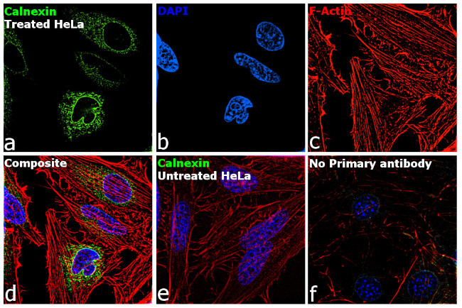 Calnexin Antibody in Immunocytochemistry (ICC/IF)
