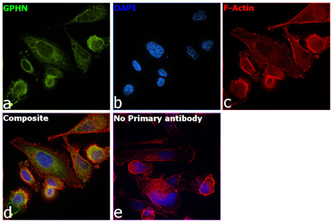 Gephyrin Antibody in Immunocytochemistry (ICC/IF)