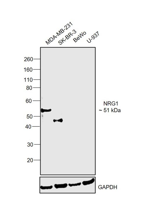 NRG1 (extracellular) Antibody in Western Blot (WB)