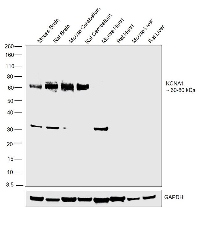 KV1.1 (KCNA1) Antibody in Western Blot (WB)