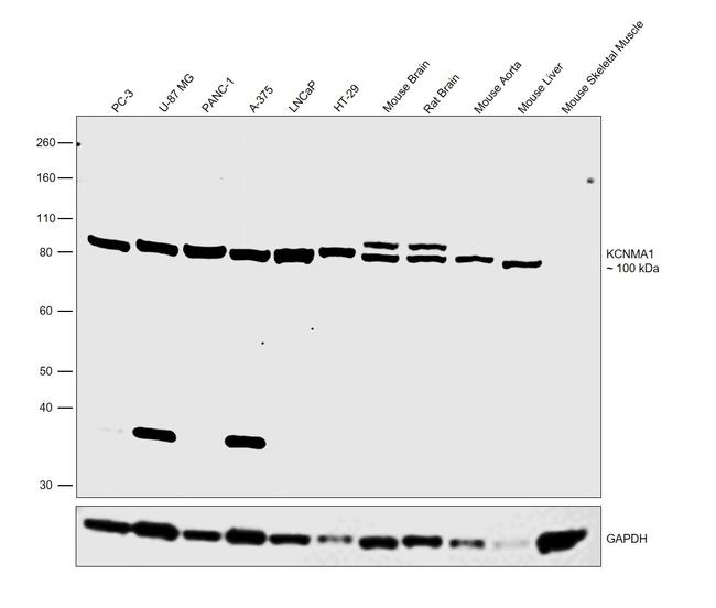 KCNMA1 Antibody in Western Blot (WB)
