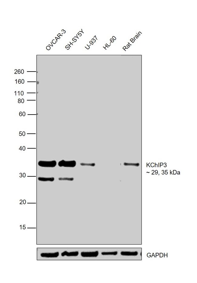 KChIP3 Antibody in Western Blot (WB)