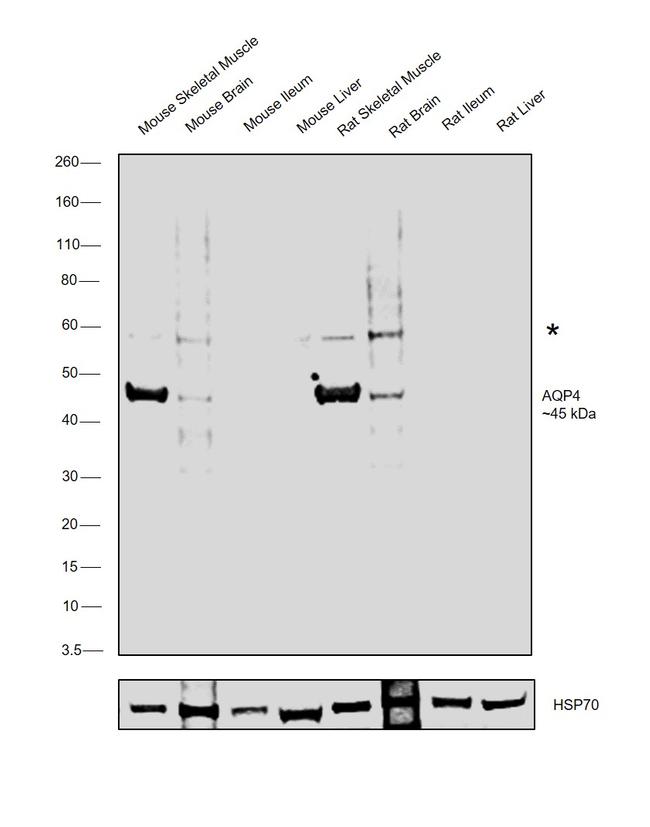 Aquaporin 4 Antibody in Western Blot (WB)