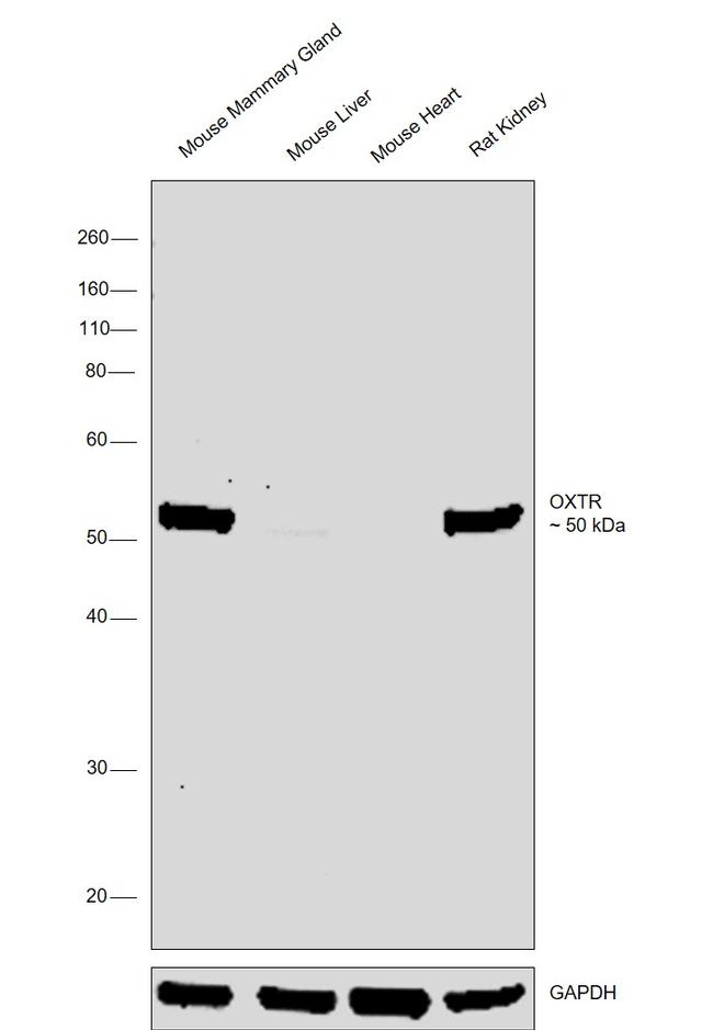 Oxytocin Receptor Antibody in Western Blot (WB)