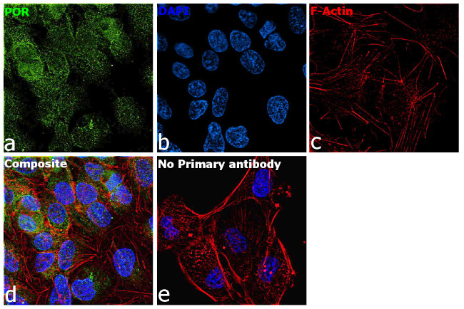 Cytochrome P450 Reductase Antibody in Immunocytochemistry (ICC/IF)