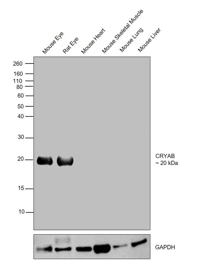 CRYAB Antibody in Western Blot (WB)